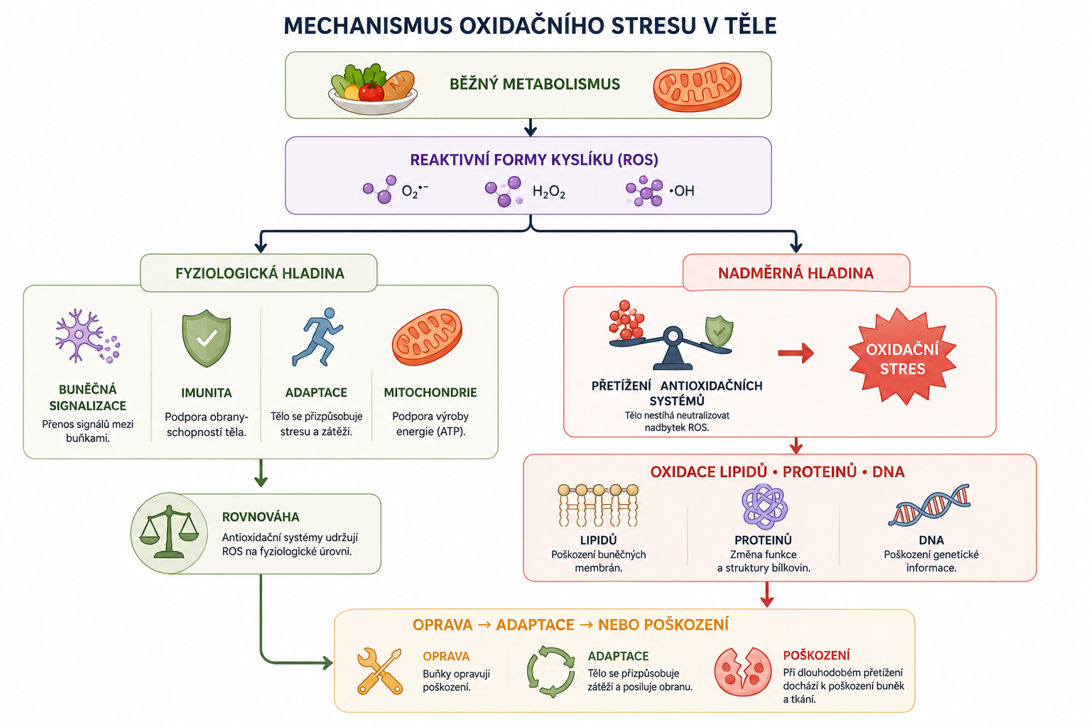 Mechanismus oxidačního stresu